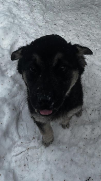 Щенки срочно ищут дом