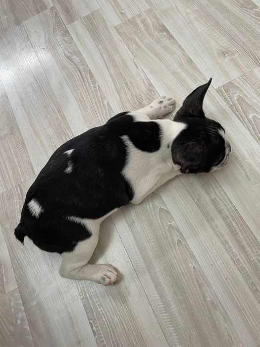 Продаются Щенки Французских Бульдогов