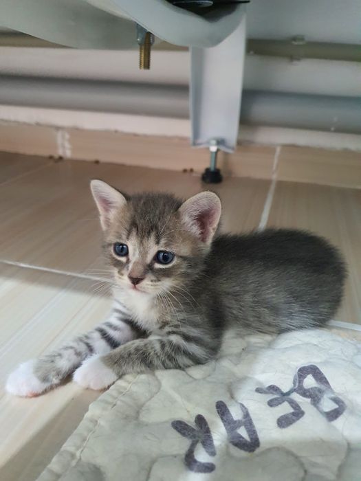 Отдам котят в добрые руки