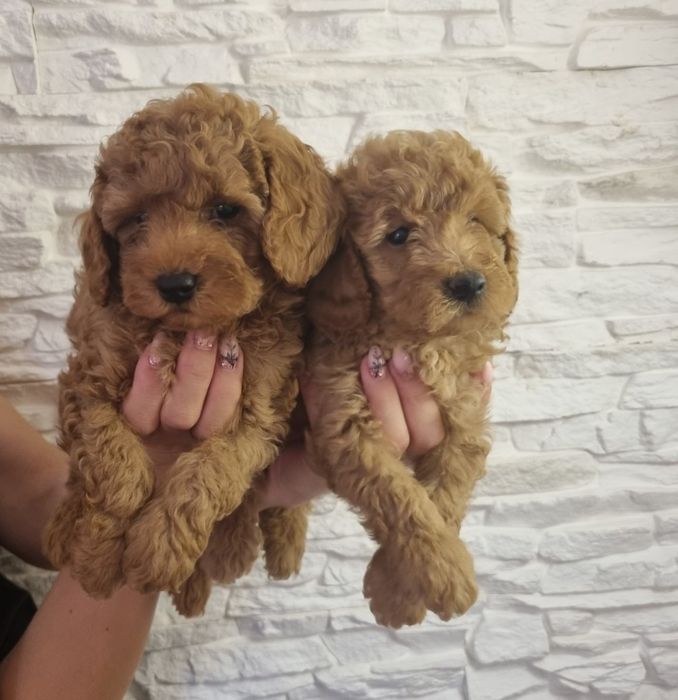 Той Пудел Мини Пудел