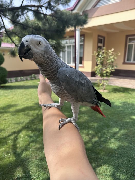 Жако сотилади гаплари куп, яхши гапиради.