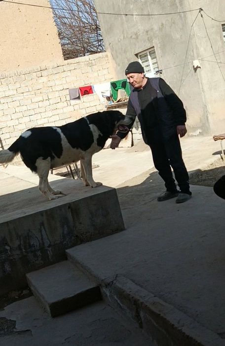 Zotdor kuchuklar bor