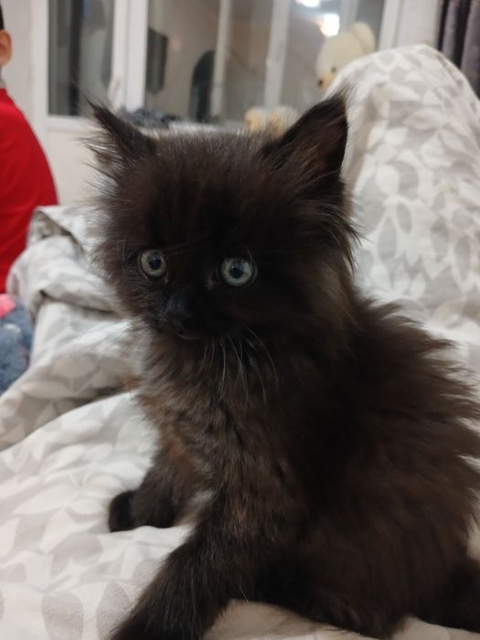 Дарю Котёнка мальчика