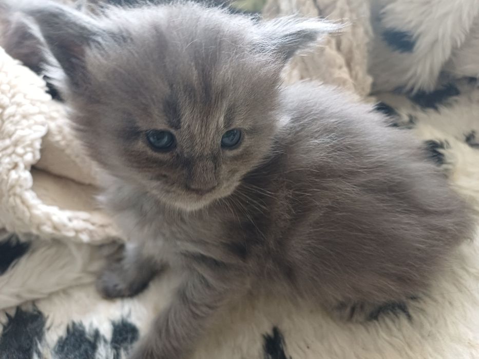 Maine Coon fetita