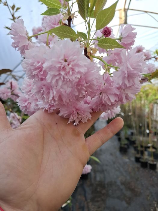 Японска вишна канзан в саксия