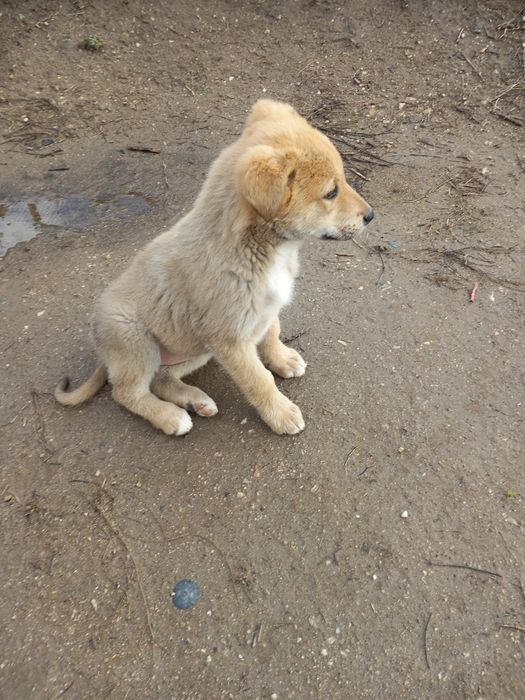 Подарявам  кученце  женско
