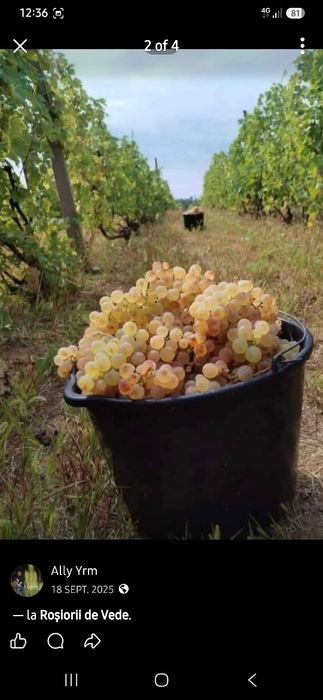 Struguri de vin producție 2026