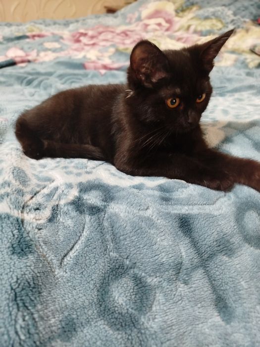 Отдам бесплатно кошку в хорошую руку