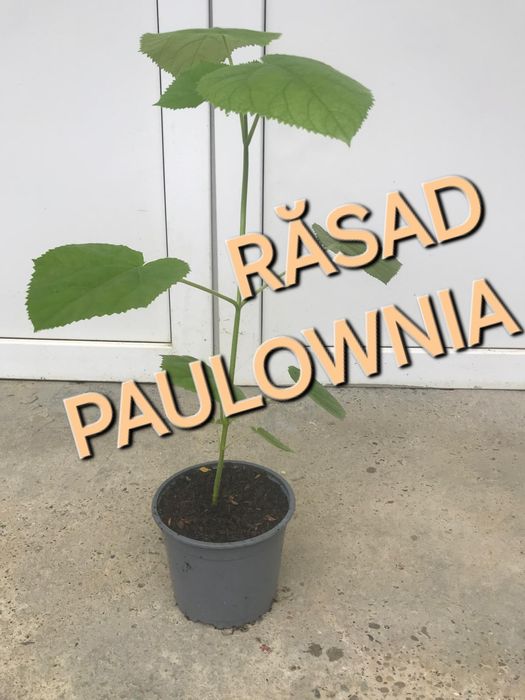 rasad paulownia hibrid