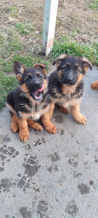 Щенки немецкой овчарки
