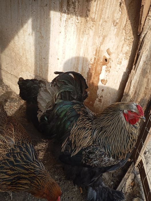 Vând ouă de găini de rasă