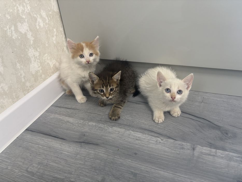 Отдам котят в добрые руки