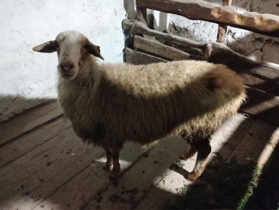 Продаю барана срочно
