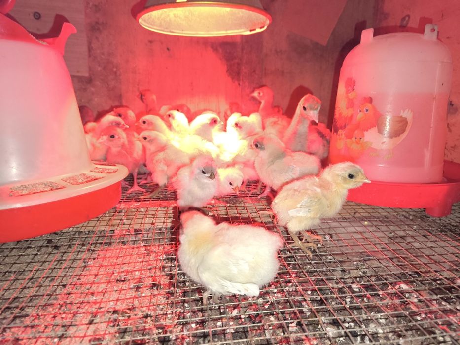 Puișorii australorp splash