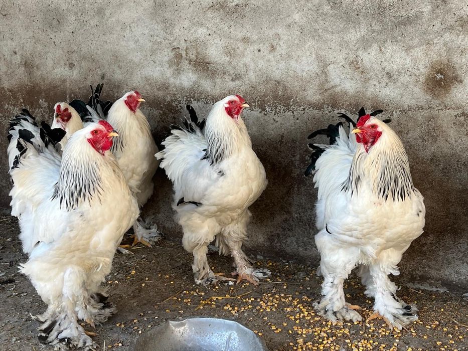 De vanzare 5 cocosi brahma