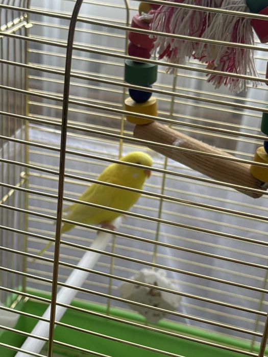 Продам волнистых попугаев