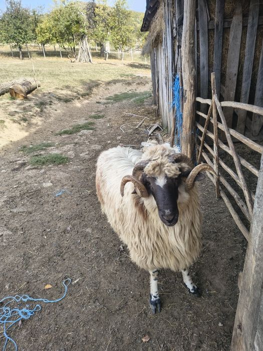 Vând berbeci și berbecuți