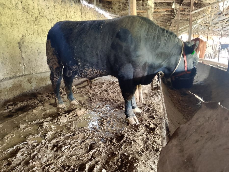 Angus zotli soglom buqa sotiladi