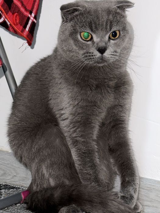 Вязка Шатланец 2 йош