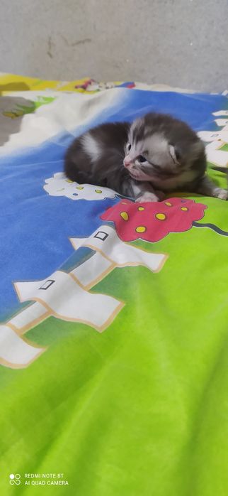 fold mushukchalarimiz sotiladi rasmdagi onasi dastafka bor