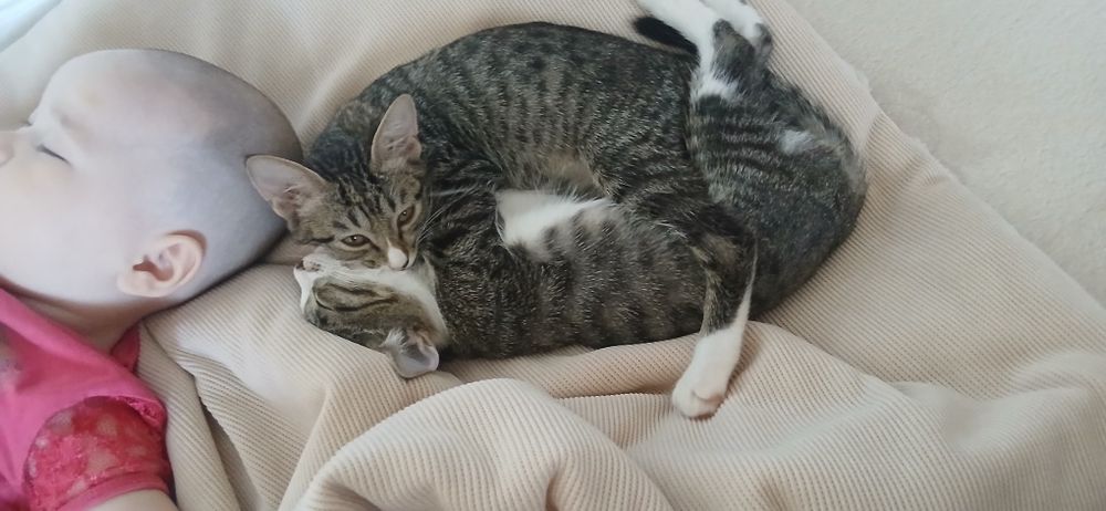 Кошки, чистые, игривые