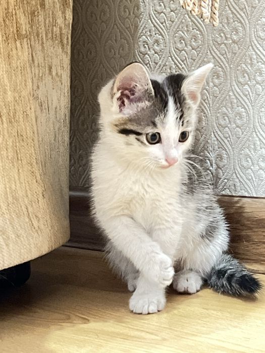 Котята , марғаулар