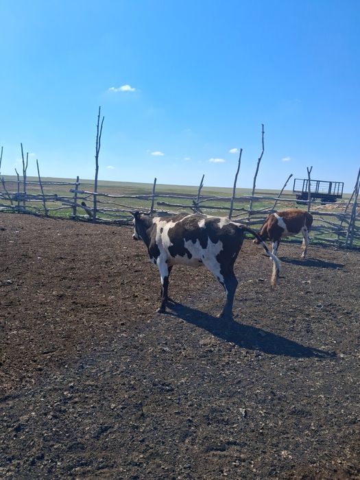 Продам телку на согым