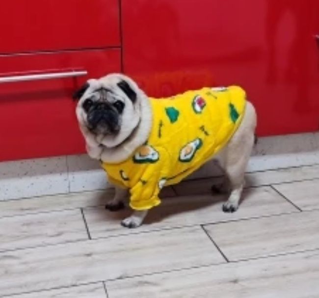 Топла дрешка за куче