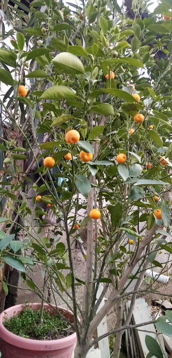 Декоратив Цитрон (японски мандаринча)
