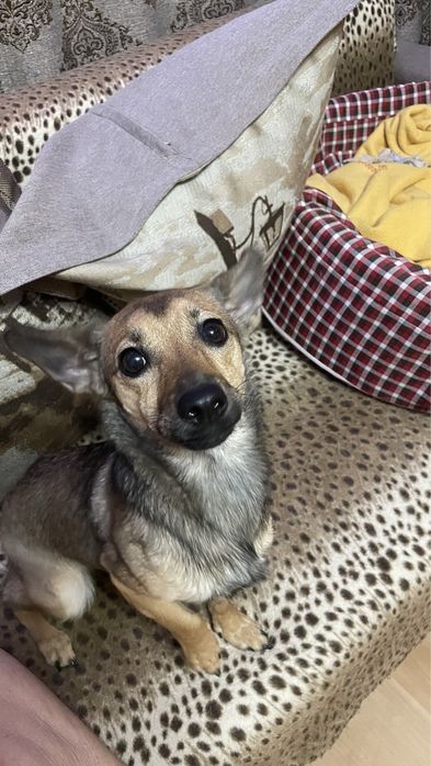 Найдена собака, ищем новых хозяев