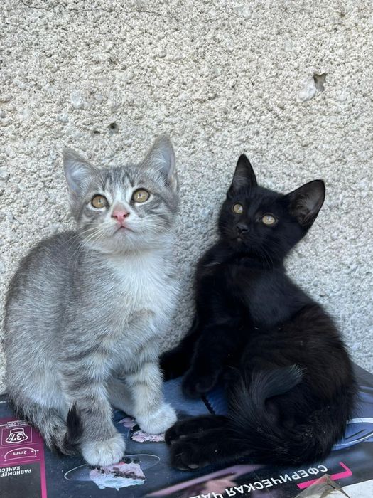 Отдам котят в хорошие руки