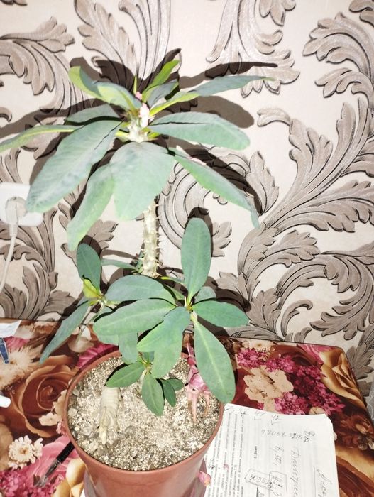 Фикусы и молочай крупноцветковый