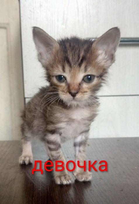 Отдам даром котят смесь с Мейн Куном