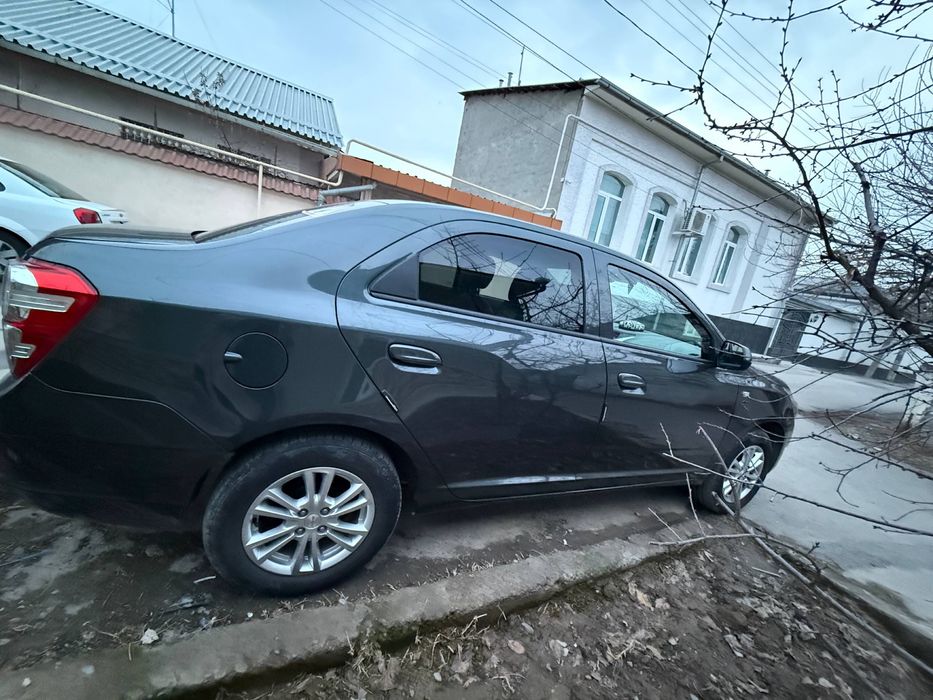 Продам кобаль 2024 гола