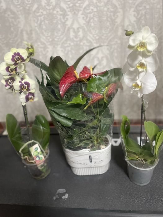 Антуриум ,Спамифилюм,Доллор,Цикас