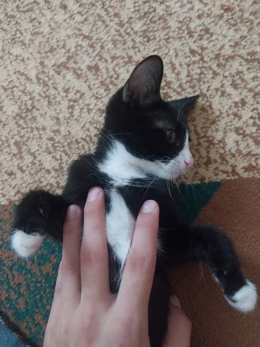 Котёнок мальчик в хорошие руки