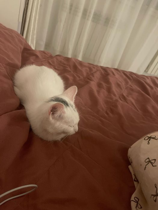 кошка, Мия, 5 мес. девочка