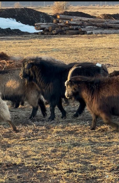 Продам теке три года ему