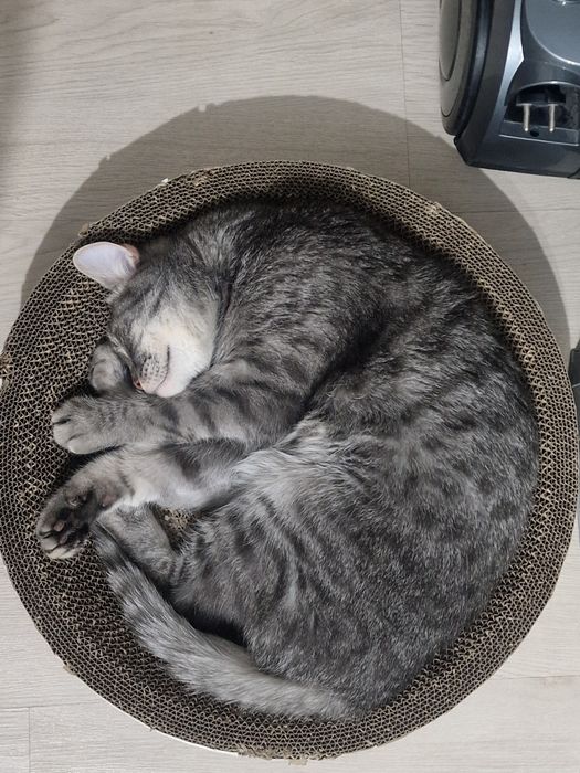 Отдам кота в хорошие руки