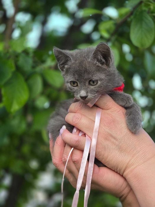 котята мальчик и девочка, возраст примерно 1 месяц
