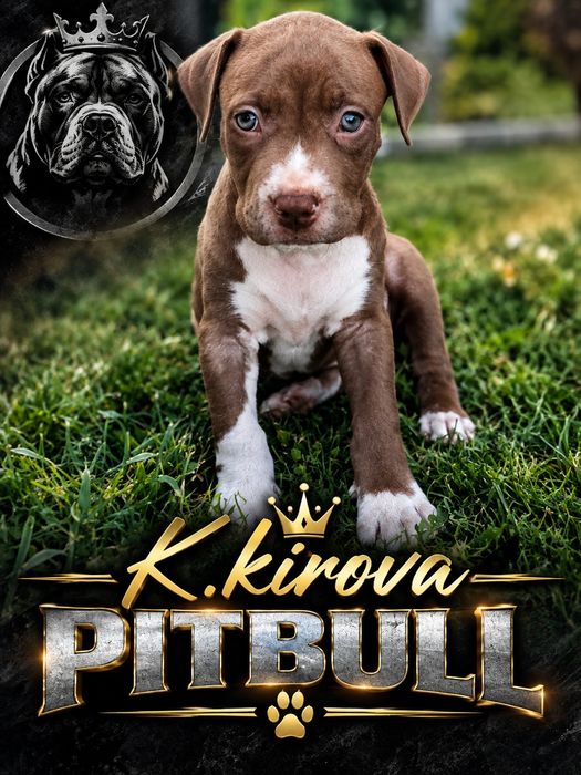 ТОП Питбул Pitbull