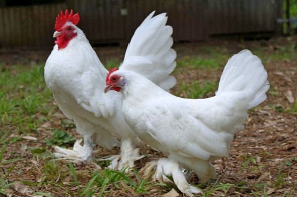 Yaponcha tuxumlari sotiladi