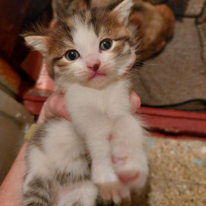 Отдам котят в добрые руки