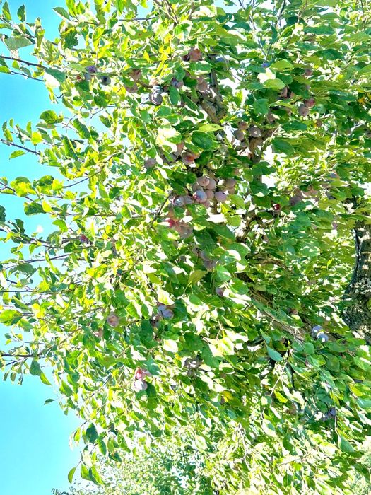 Prune pentru  țuică agen și dublu agen calitate  foarte bună