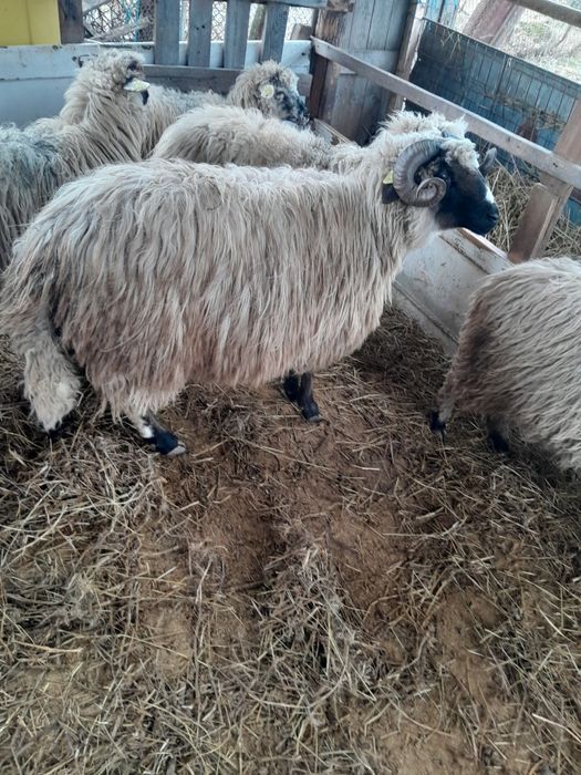 Vand berbec mior breaz