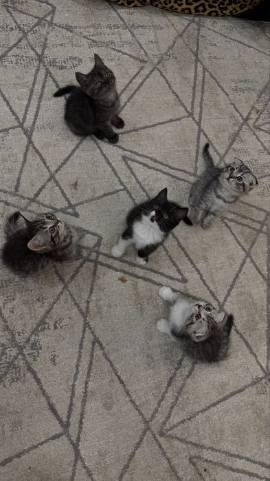Шотландские котята