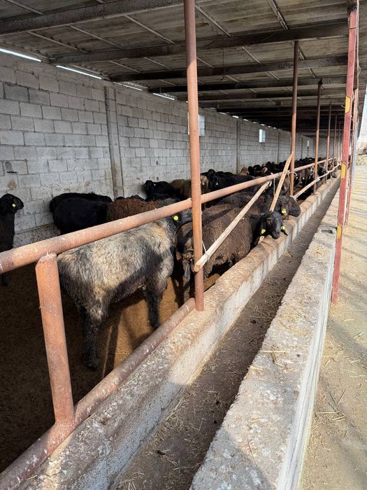 ЕДИЛБАЙ ЗОТДОР кози койлар сотилади оптим 1-кул