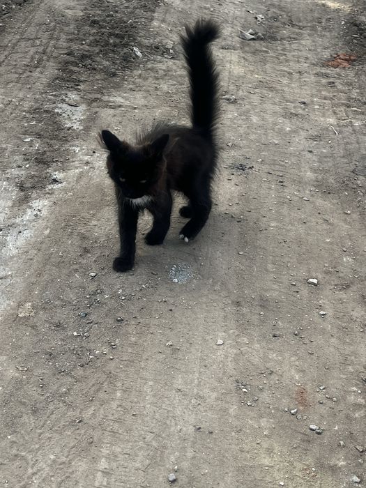 Котенок в добрые руки
