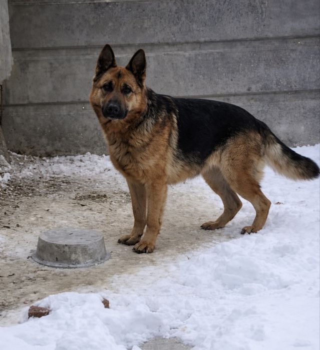 Бебета Немски Овчарки