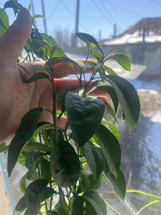Продам комнатное растение-лимон